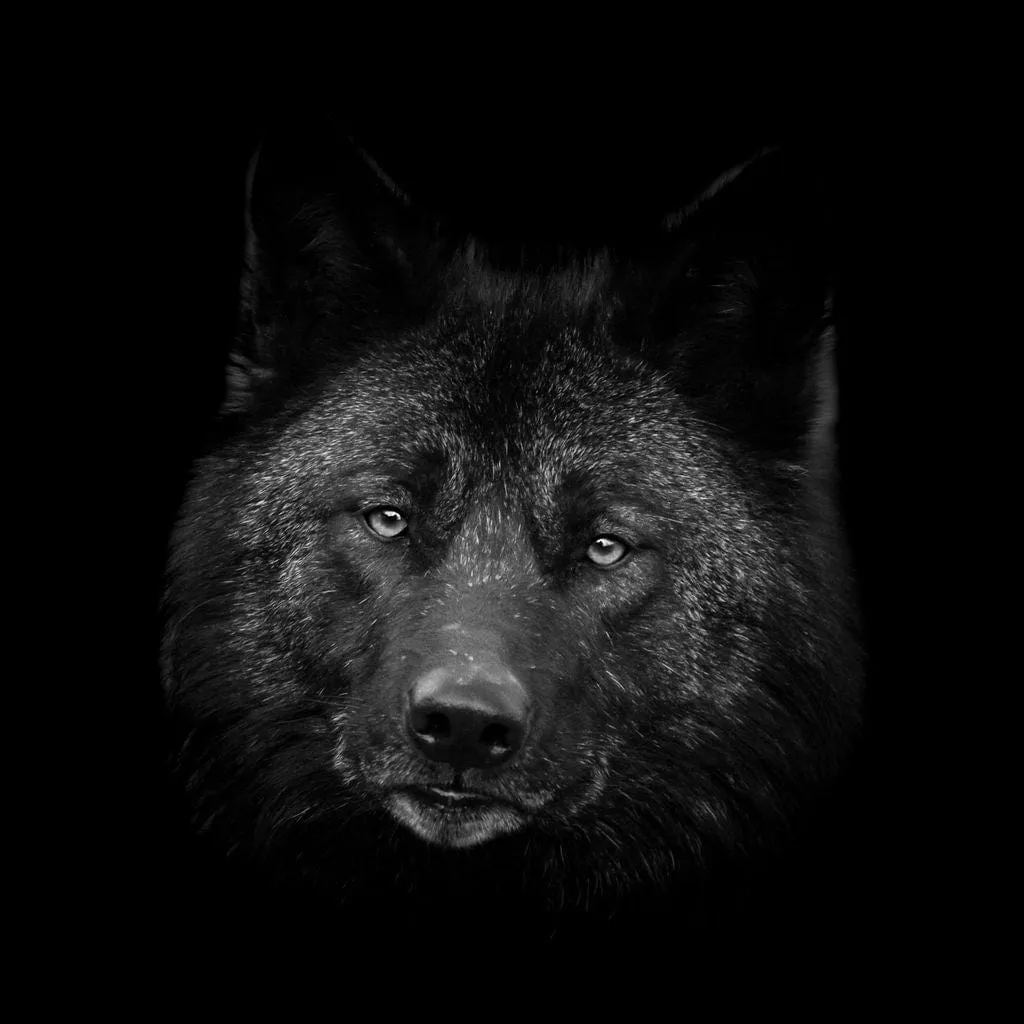 Black and White Wolf